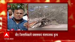 Beed TREE : आंदोलन टाळण्यासाठी महाकाय वृक्षाचा बळी,बीड जिल्हाधिकारी प्रशासनाचं संतापजनक कृत्य