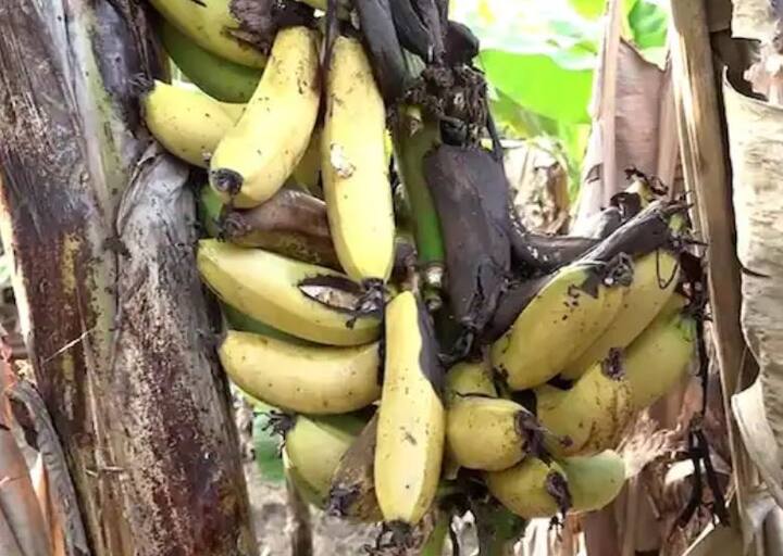 आता दर मिळत नसल्याने शेतकरी केळीचे घड जनावरांना खाण्यास टाकत असल्याचे समोर आले आहे. मायबाप सरकारने आता तरी केळी उत्पादक  शेतकऱ्यांच्या प्रश्नाकडे लक्ष द्यावे ही अपेक्षा आहे, अशी भावना शेतकरी बोलून दाखवत आहेत.  