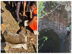 Chhattisgarh Wild Animals Death: छत्तीसगढ़ में कुएं में गिरकर हो रही जंगली जानवरों की मौत, जानें- क्या है कारण