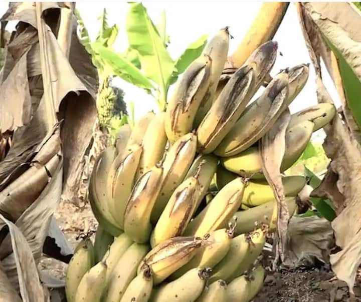 अस्मानी संकटाशी सामना करत रक्ताचे पाणी करून तयार झालेल्या केळीच्या खरेदीसाठी व्यापारी येत नसल्याने सोन्यासारखे पीक मातीमोल होत असल्याचे चित्र आहे. आता तरी शेतकऱ्यांच्या केळी खरेदीसाठी मायबाप सरकारने भूमिका घ्यावी अशी अपेक्षा व्यक्त केली जातेय.