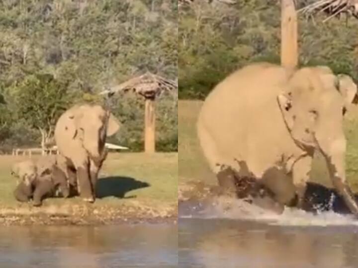 baby elephants crossing the river video goes viral on internet - watch video Watch video : தண்ணீரை பார்த்து தடுமாறிய குட்டியானை.. கம்பீரமாக வழிகாட்டிய தாய் யானை! வைரல் வீடியோ