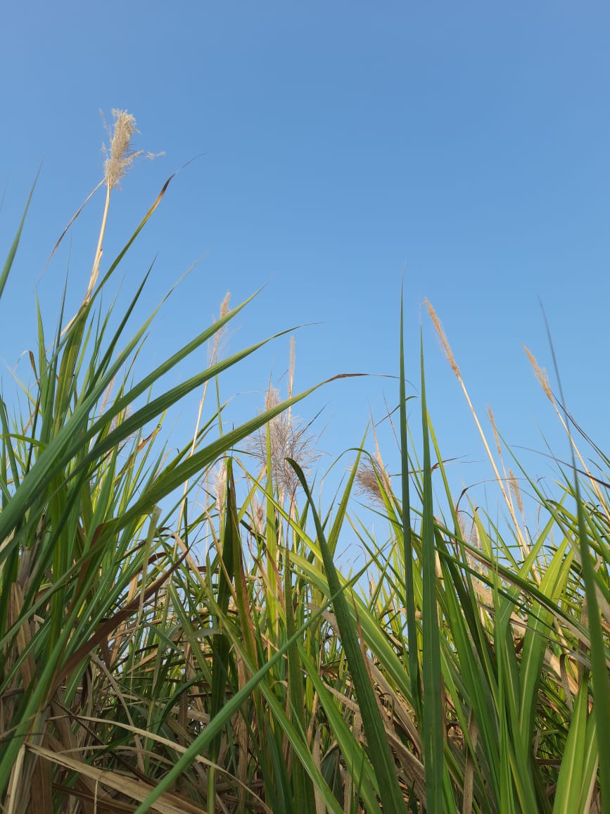 sugarcane farmers : 'गोड' उसाची 'कडू' कहाणी, मजुरांना तोडणीसाठी दक्षिणा आणि चिकन तर ड्रायव्हरला एन्ट्री...