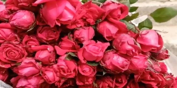 Valentine Day 2022 east midnapur rose farming hamper due to unknown virus attack Valentine Day 2022: প্রেম দিবসে গোলাপে অজানা ভাইরাস, প্রবল লোকসানের মুখে চাষিরা