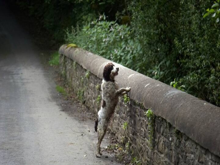 What Really Happens On The ‘Dog Suicide Bridge’ In Scotland? Dog Suicide Bridge | நாய்களை தற்கொலைக்கு தூண்டும் மர்ம பாலம்..! ஸ்காட்லாந்தில் ஒரு அமானுஷ்ய மேம்பாலம்!