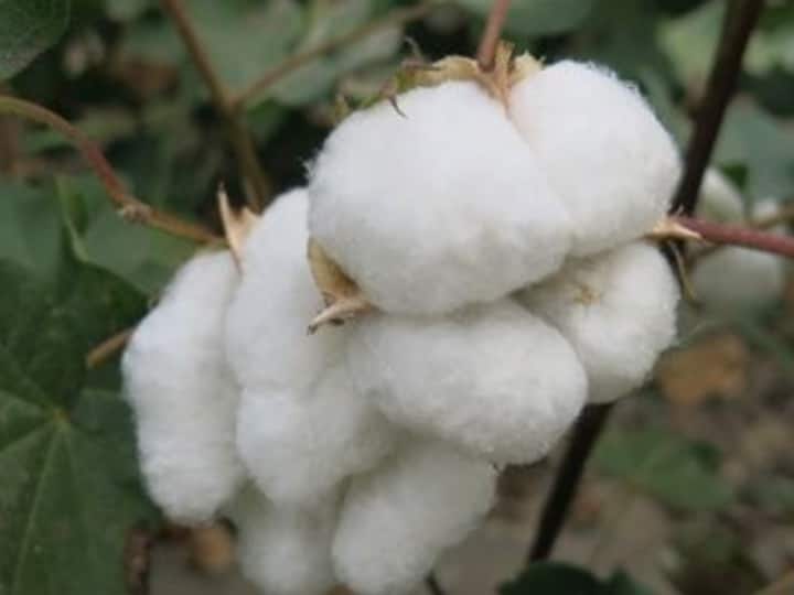Cotton News Prices of clothes may be reduced till september 30 rebate in tax on import of cotton Cotton News : कपड्यांच्या किंमती कमी होणार, कापसाच्या आयातीवरील सीमाशुल्क हटवण्याचा निर्णय