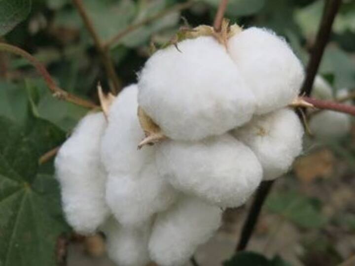 prices of clothes may be reduced, till September 30, rebate in tax on import of cotton ANN कम हो सकते हैं कपड़ों के दाम, 30 सितंबर तक मिलेगी कॉटन के आयात पर टैक्स में 10% तक की छूट