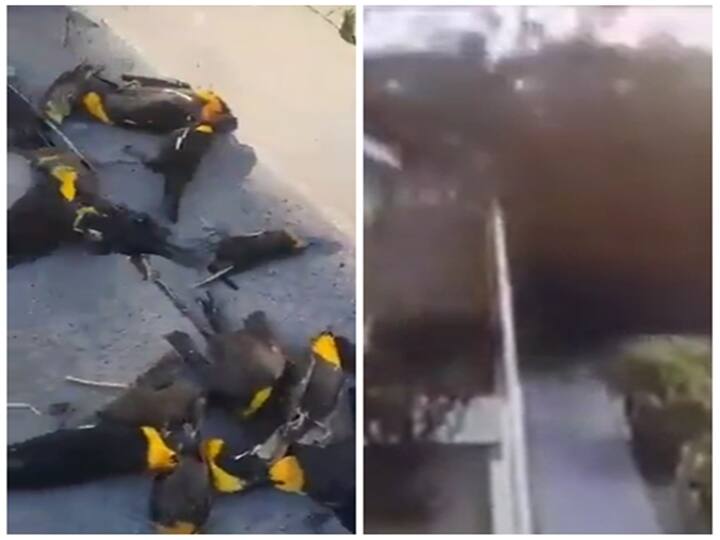 hundreds of birds drop dead in mid-flight in Norther Mexico Watch video Watch video: இப்படியும் நடக்குமா? பறந்தபோதே கொத்து கொத்தாக இறந்த பறவைகள்..! குழப்பத்தில் ஆய்வாளர்கள்!