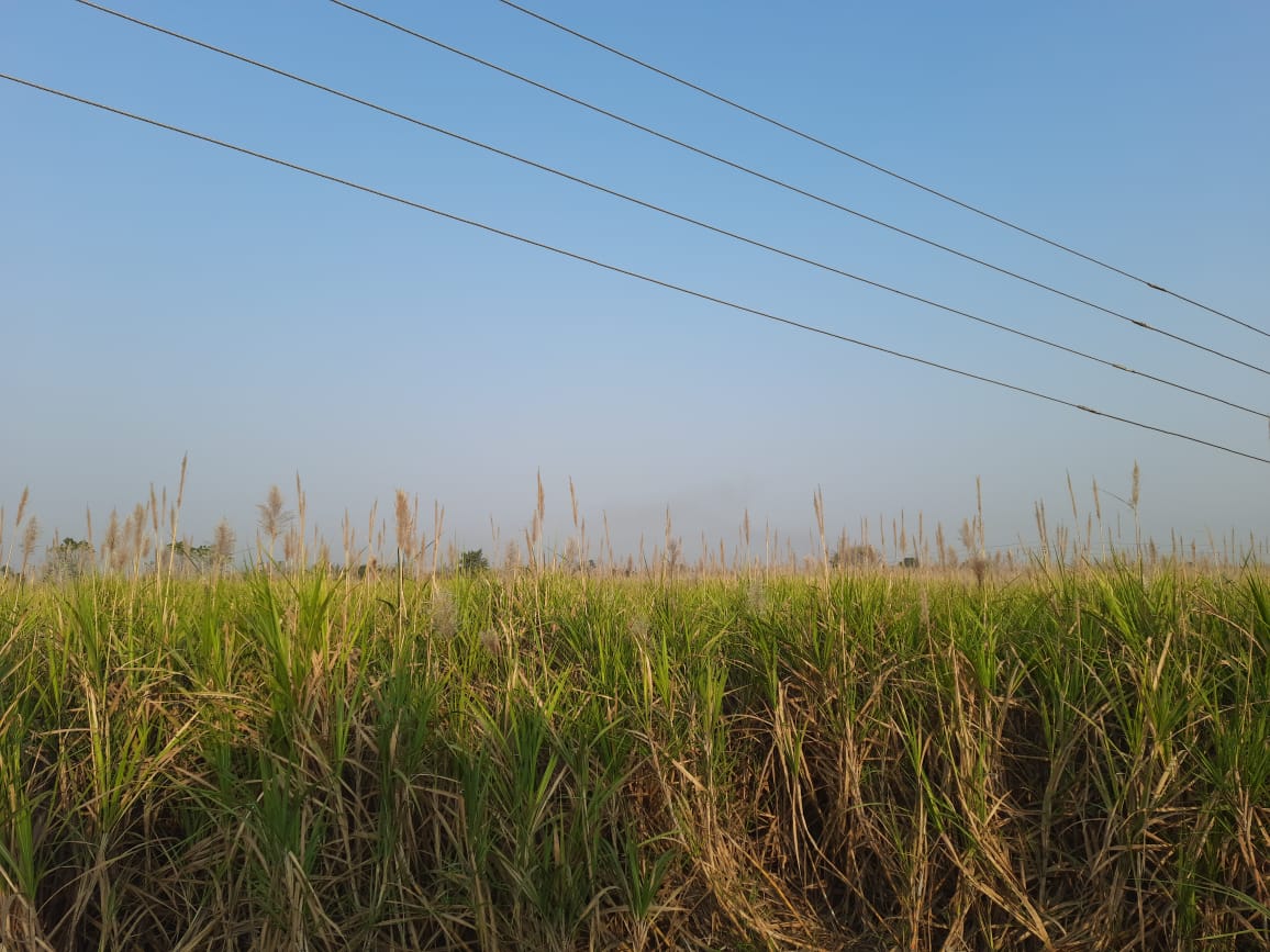 sugarcane farmers : 'गोड' उसाची 'कडू' कहाणी, मजुरांना तोडणीसाठी दक्षिणा आणि चिकन तर ड्रायव्हरला एन्ट्री...