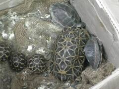 Ujjain: उज्जैन में तंत्र-मंत्र और वास्तु के लिए लाए गए कछुए और तोते बरामद, हिरासत में तस्कर