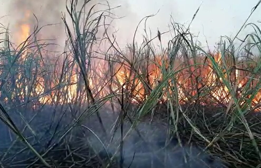 sugarcane farmers : 'गोड' उसाची 'कडू' कहाणी, मजुरांना तोडणीसाठी दक्षिणा आणि चिकन तर ड्रायव्हरला एन्ट्री...