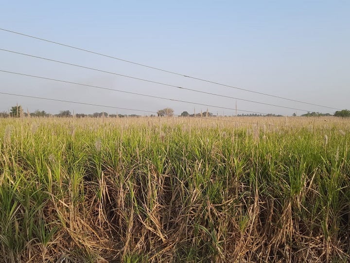 Sugarcane Farmers in Maharashtra are facing many problems sugarcane farmers : 'गोड' उसाची 'कडू' कहाणी, मजुरांना तोडणीसाठी दक्षिणा आणि चिकन तर ड्रायव्हरला एन्ट्री...