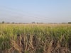 sugarcane farmers : 'गोड' उसाची 'कडू' कहाणी, मजुरांना तोडणीसाठी दक्षिणा आणि चिकन तर ड्रायव्हरला एन्ट्री...