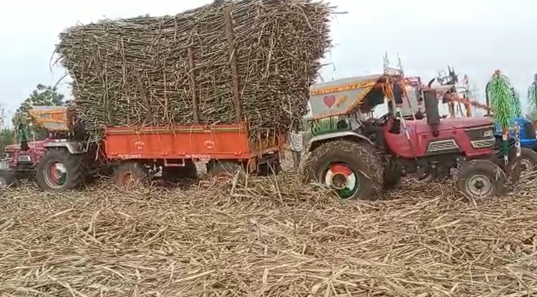 sugarcane farmers : 'गोड' उसाची 'कडू' कहाणी, मजुरांना तोडणीसाठी दक्षिणा आणि चिकन तर ड्रायव्हरला एन्ट्री...