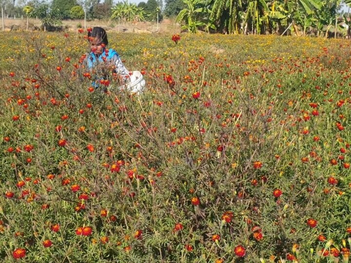 Chhattisgarh News: Valentine Day पर फूलों की डिमांड, ये शख्स अब कमाता है सालाना पांच से सात लाख