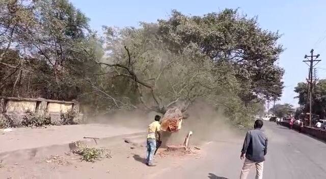 As the protesters are protesting the district collector cut down the tree Beed Tree: रोग म्हशीला अन् इंजेक्शन पखालीला! आंदोलन करतात म्हणून झाड तोडण्याचा जिल्हाधिकाऱ्यांचा तुघलकी निर्णय