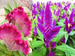 Vastu Plant: दूर नहीं हो रही पैसों की समस्या, तो घर में लगा लें ये पौधा, छप्पर फाड़ बरसने लगेगा पैसा