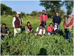 Ashwagandha Farming: जबलपुर में अश्वगंधा की खेती कर किसानों ने चौंकाया, अधिकारी बोलीं- कभी कल्पना भी नहीं की थी