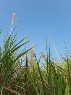 PHOTO : गोड' उसाची 'कडू' कहाणी, मजुरांना तोडणीसाठी 'दक्षिणा'