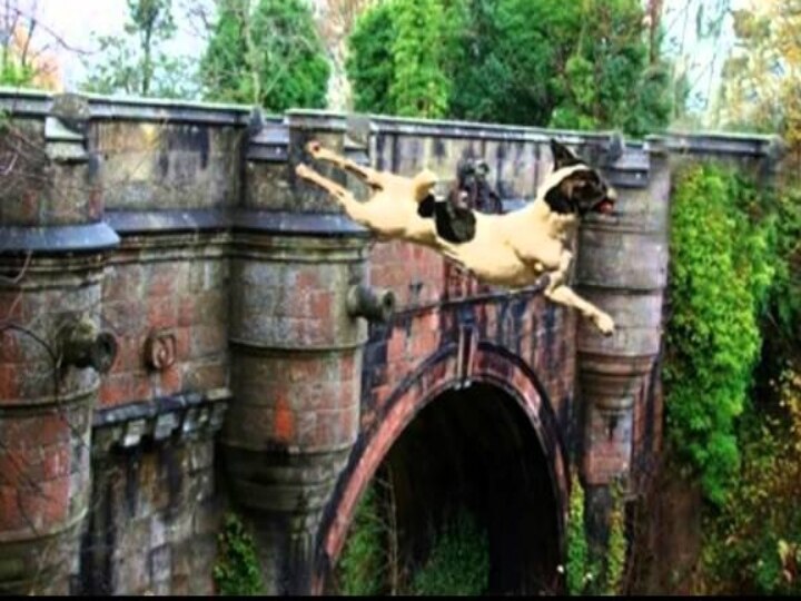 Dog Suicide Bridge | நாய்களை தற்கொலைக்கு தூண்டும் மர்ம பாலம்..! ஸ்காட்லாந்தில் ஒரு அமானுஷ்ய மேம்பாலம்!