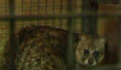 Special scent for Tirumala Venkateshwara|శ్రీవారి అభిషేకంలో ఈ తైలం తప్పనిసరి| TTD| Punugu Pilli