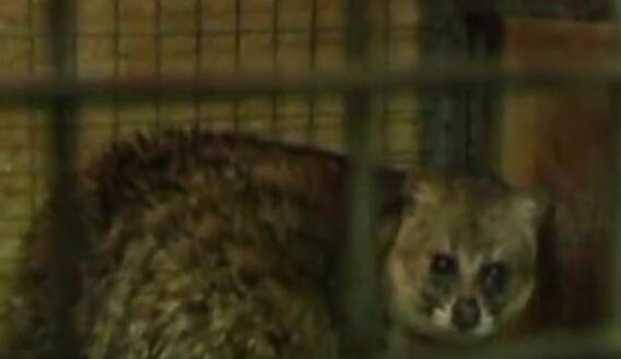 Special scent for Tirumala Venkateshwara|శ్రీవారి అభిషేకంలో ఈ తైలం తప్పనిసరి| TTD| Punugu Pilli