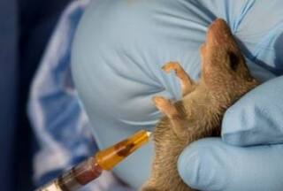 ਹੁਣ ਲਾਸਾ ਵਾਇਰਸ ਦੀ ਦਸਤਕ, ਜਾਣੋ ਕਿੰਨੀ ਖ਼ਤਰਨਾਕ ਹੈ ਇਹ ਬਿਮਾਰੀ ਤੇ ਇਸ ਦੇ ਲੱਛਣ