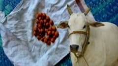 North 24 Pargana New: গরুর মূত্রথলিতে সোনা? কয়েক হাজার টাকার পাথর কিনলেন ব্যবসায়ী! অদ্ভূত কান্ড দেগঙ্গায়