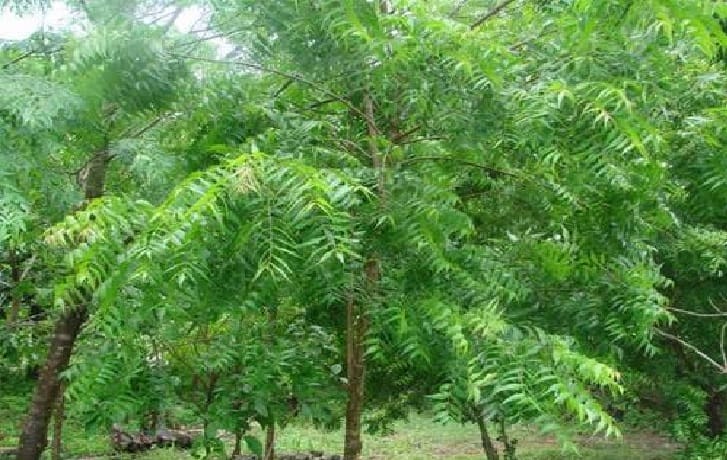 Natural Farming: UN declares neem tree as 21st century tress know benefits of it in natural farming Natural Farming: પ્રાકૃતિક ખેતીમાં ઉત્તમ ખાતર અને રક્ષક તરીકે ઉપયોગી છે આ વૃક્ષ, UN એ જાહેર કર્યું છે 21મી સદીનું વૃક્ષ