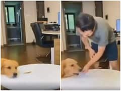 Watch: स्मार्ट डॉगी ने बेहद ही सफाई से की खाने की चोरी, फिर मालिक से भी मिली ट्रीट - वीडियो वायरल