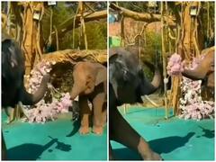 Watch: फूलों का गुच्छा देकर हाथी ने किया प्यार का इजहार, वीडियो ने जीता सबका दिल