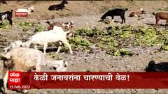 Nandurbar : केळी जनावरांना चारण्याची वेळ; केळीला किलोमागे 2 रुपयांचा भाव Special Report