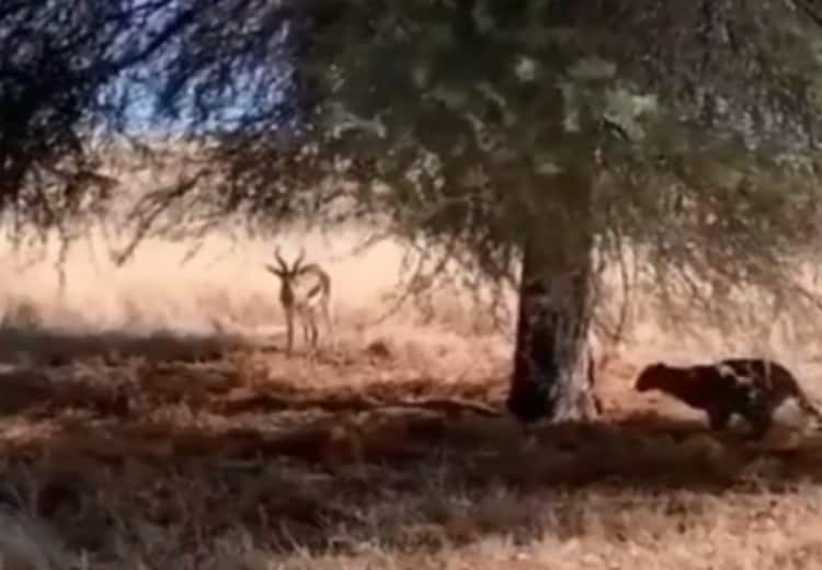 A viral video in which a cheetah hunts a deer shared by IFS Officer Sushanta Nanda on his Twitter பசியாறிய மான்.. பதுங்கியிருந்து வேட்டையாடிய சிறுத்தை.. வைரலாகும் வீடியோ!