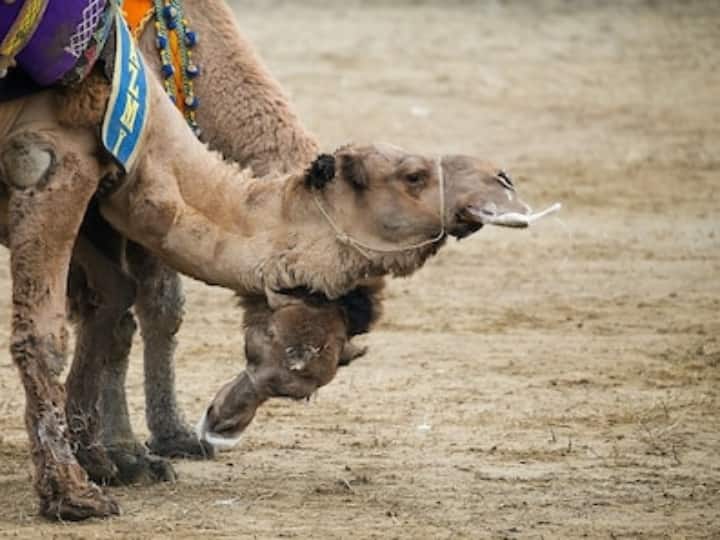 Uttar Pradesh Gujarat Rajasthan haryana Camels decreasing continuously know how many left देश में लगातार घट रहे 'रेगिस्तान के जहाज', जानिए- यूपी, गुजरात और हरियाणा में कहां कितने ऊंट बचे हैं
