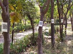 Ujjain: Scan QR Code To Know More About Trees — Vikram University Botany Department’s Unique Initiative