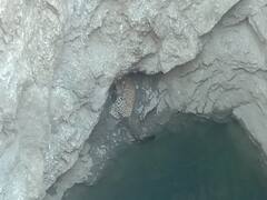 Jodhpur News: जोधपुर में 60 फीट गहरे कुएं में गिरा तेंदुआ, वन विभाग की टीम ने रेस्क्यू कर सुरक्षित निकाला