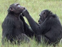 For The First Time, Chimpanzees Seen Applying Insects To Wounds. New Study Explains Why