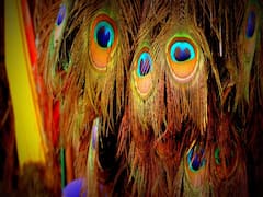 Peacock Feather Upay: मोर पंख के ये सरल उपाय हैं बहुत चमत्कारी, बदल देते हैं भाग्य, होने लगती है पैसों की बरसात