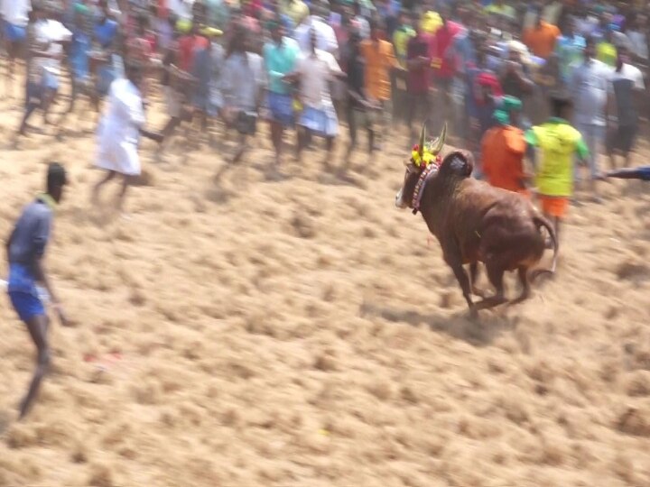 ஆயிரக்கணக்கானோர் திரண்ட அரளிப்பாறை மஞ்சுவிரட்டு... ஒருவர் பலி... 110  பேர் காயம்!