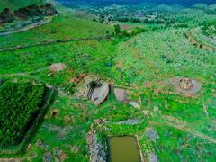 PHOTO :  आगीनं हिरावलं सह्याद्री देवराईचं सौंदर्य, पण 15 दिवसात बहरणार झाडं