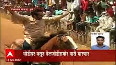 Pune : Amol Kolhe यांनी करून दाखवलं! बैलजोडीसमोर घोडीला मारली टाच Nimgaon – Davdi