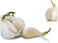 Health Tips: डाइट में शामिल करें Sprouted Garlic, सेहत को मिलेंगे गजब के फायदे