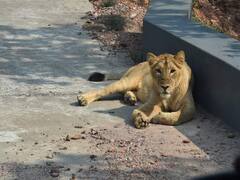 Rajgir Zoo Safari: 'गिर' नहीं राजगीर है! CM नीतीश ने जू-सफारी का किया उद्घाटन, तस्वीरें देखकर हो जाएंगे खुश