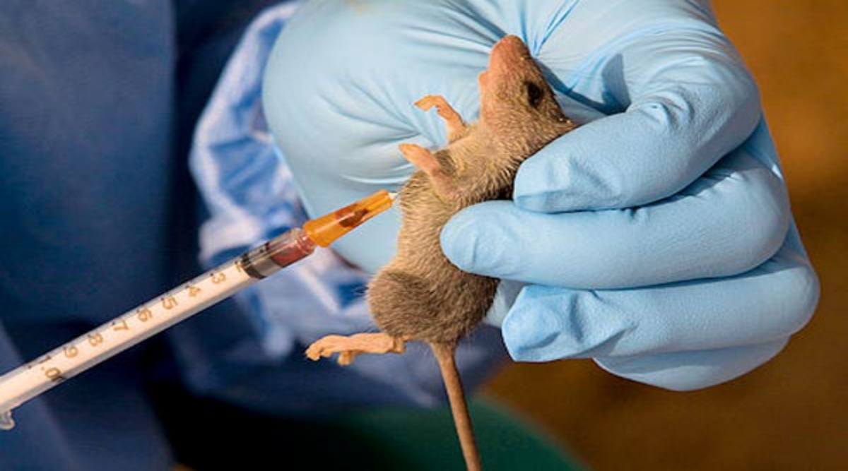 Lassa Fever: 13 ஆண்டுகளுக்குப் பின் பிரிட்டனை தாக்கிய ‘லஸ்ஸா’ காய்ச்சல்: அவசியம் தெரிந்து கொள்ள வேண்டியவை