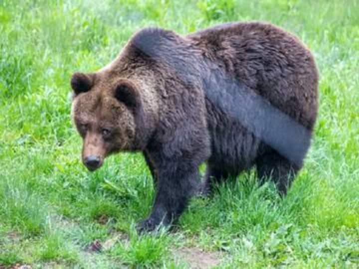 Shivpuri seven people injured in Bear attacked who went to fill water in forest one in critical condition Shivpuri News: शिवपुरी में जंगल में पानी भरने गए सात लोगों पर भालू ने किया हमला, एक की हालत गंभीर