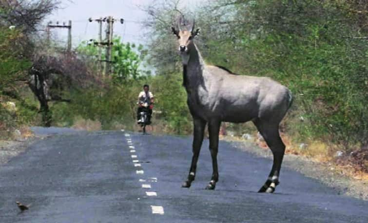 Nilgais raiding crop has become a big problem in the Gujarat population up ગુજરાતના ખેડૂતો માટે માઠા સમાચાર, પાક માટે આફતરૂપ આ પ્રાણીની વધી વસતિ