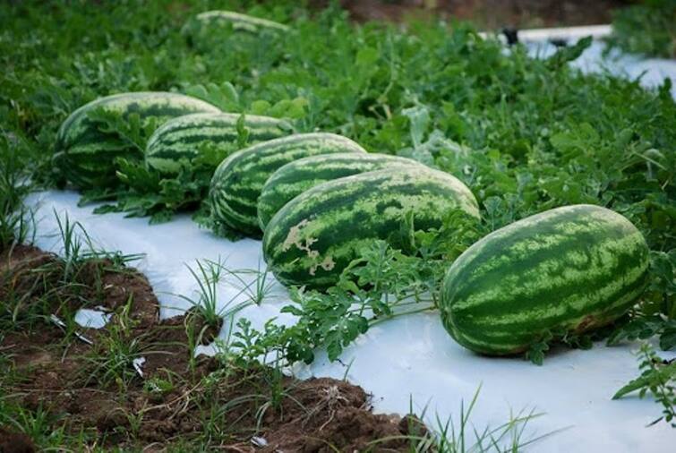 Mulching Farming: તરબૂચ, ટામેટા, કાકડી, મરચીની ખેતીમાં ઉપયોગી છે આ ખેતી પદ્ધતિ, થશે મબલખ નફો Mulching farming is very useful in watermelon tomato farming know what is this Mulching Farming: તરબૂચ, ટામેટા, કાકડી, મરચીની ખેતીમાં ઉપયોગી છે આ ખેતી પદ્ધતિ, થશે મબલખ નફો