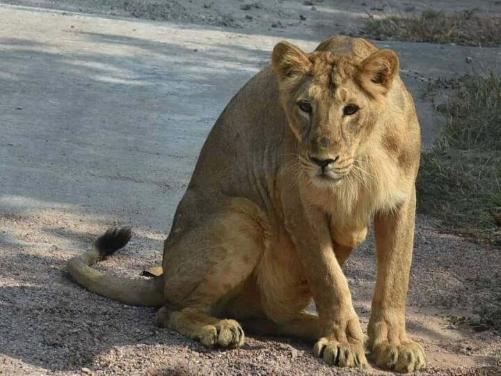 बता दें कि पर्यटक 250 रुपये की टिकट लेकर जू-सफारी का आनंद ले सकेंगे. 177 करोड़ की लागत से इसका निर्माण कराया गया है. लोग घर बैठे ऑनलाइन टिकट भी इस लिंक पर rajgirzoosafari.in क्लिक कर बुक करा सकते हैं.