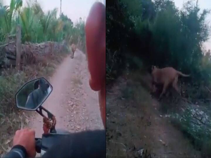 Viral Lioness approaches travellers in middle of road WATCH what happened next Watch Video: கிராமத்தில் புகுந்து கம்பீரமாக எதிரில் வந்த சிங்கம்… அசையாமல் நின்ற ஸ்கூட்டர் ஜோடி… வீடியோ