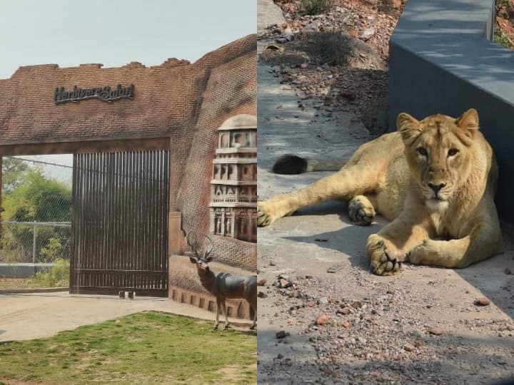 Rajgir Zoo Safari: From ticket price to booking, know all about Zoo safaris open in Rajgir ann Rajgir Zoo Safari: टिकट के दाम से लेकर बुकिंग तक, राजगीर में खुले जू सफारी के बारे में जानें सब कुछ