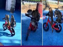 Watch: साइकिल चलाने में एक्सपर्ट है ये बंदर, देखिए भाई को पीछे बिठाकर क्या मदहोशी से साइकिल दौड़ा रहा है